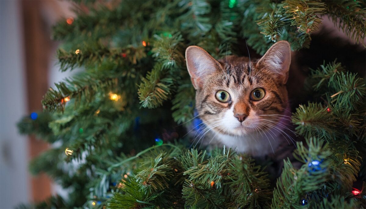 Ce idee genială a avut proprietara a 3 pisici, pentru a-și proteja bradul de Crăciun, de felinele ei. Imaginea a devenit virală