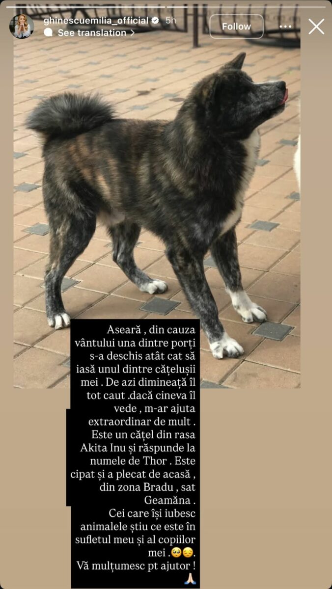 Emilia Ghinescu și-a pierdut cățelul