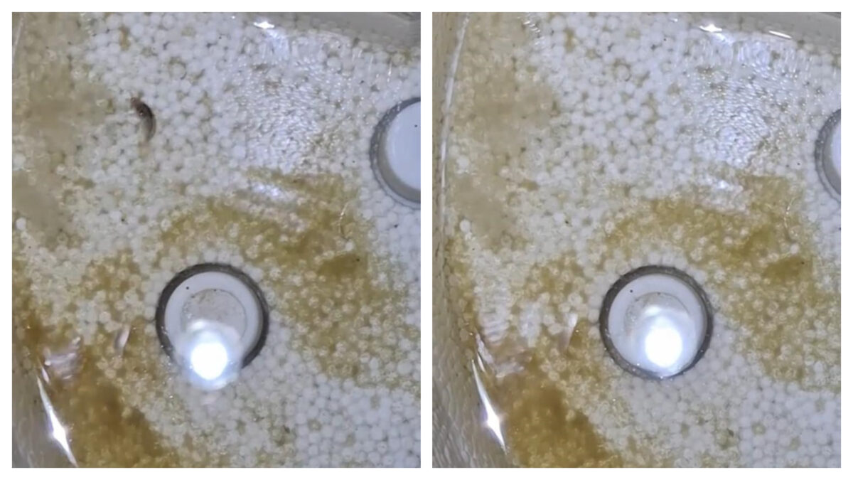 Imagine Stire Un bărbat din Câmpina a stârnit un val de controverse după ce a filmat apa de la robinet. Ireal ce conținea, de fapt | 2review.ro