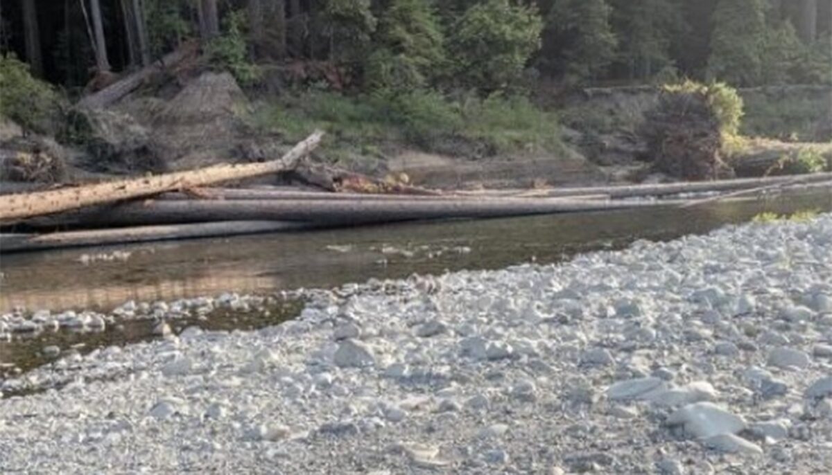 Imagine Stire Iluzie optică virală | În doar 9 secunde, găsiți câinele ascuns în această fotografie | 2review.ro