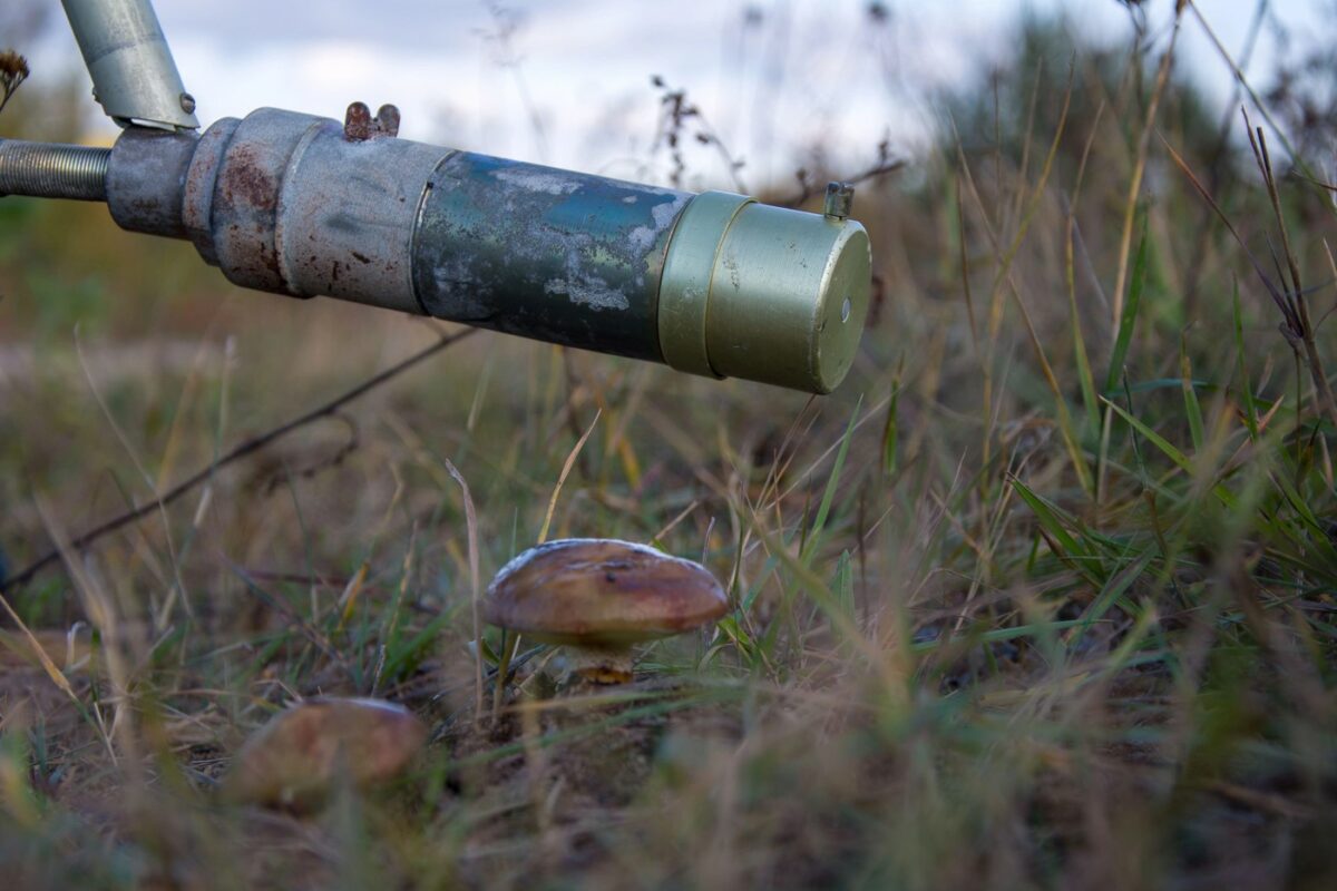 Imagine Stire Ciuperca misterioasă de la Cernobîl care se hrănește cu radiații. Ce este și cum ar putea fi folosită în beneficiul oamenilor | 2review.ro