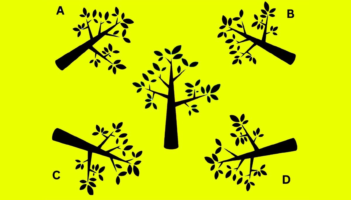 Imagine Stire Test de inteligență | Care este umbra corectă a copacului din imagine? | 2review.ro