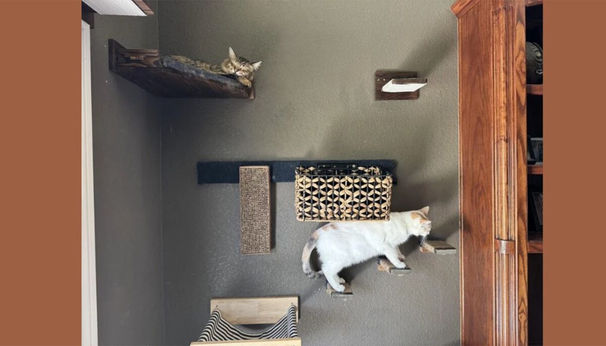 Imagine Stire TEST IQ | Dintre cele 3 pisici, două sunt vizibile, dar una este bine ascunsă. O puteți găsi? | 2review.ro