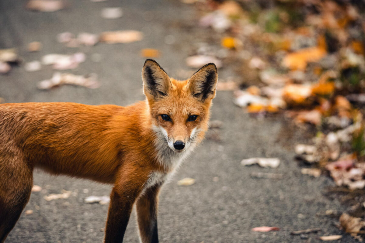 Animale sălbatice în centrul Capitalei! 3 vulpi au fost surprinse de camerele de supraveghere de la Muzeul Antipa