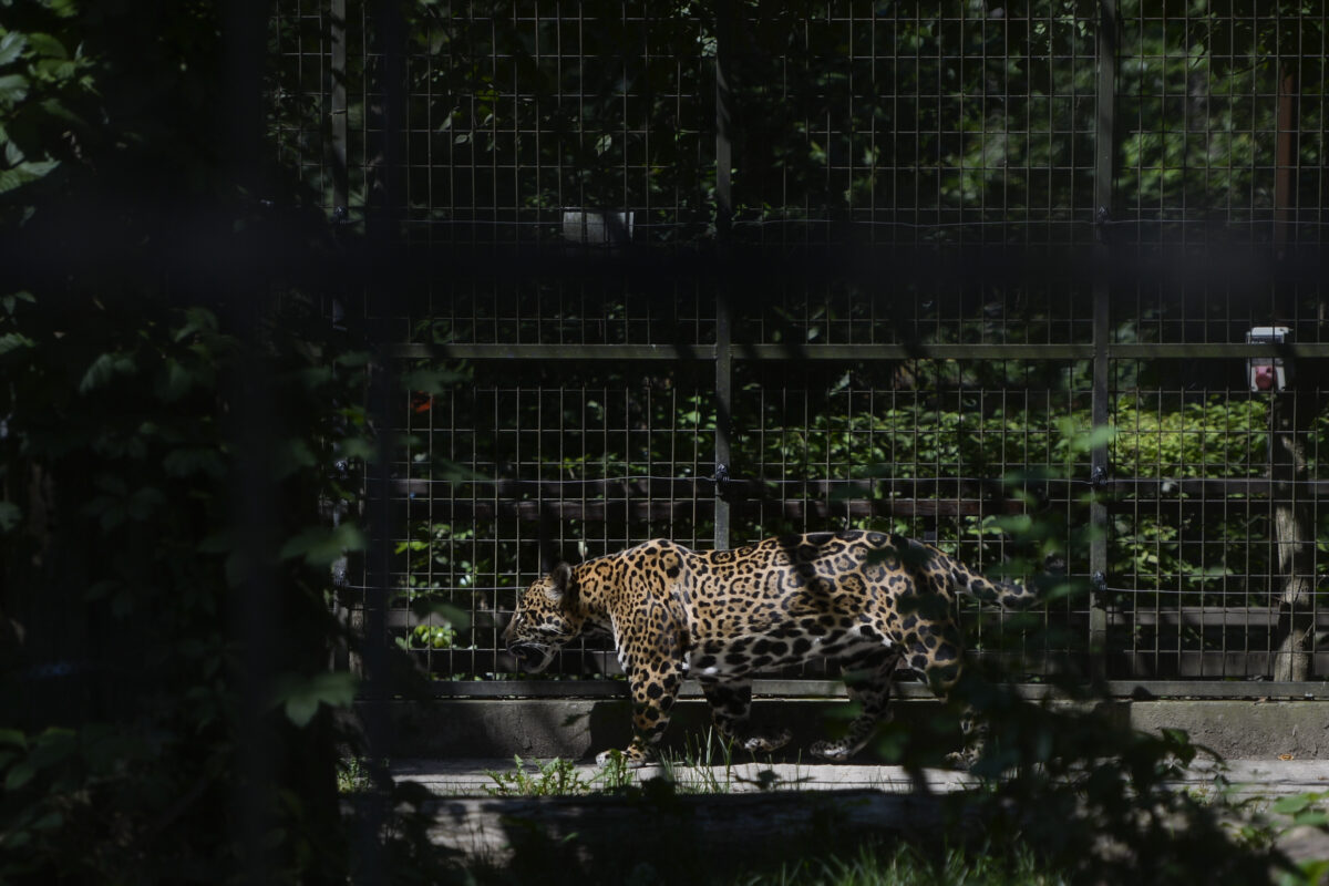 Betty, jaguarul care n-a mai apucat să fie salvat. Povestea neagră a unei evadări, într-o grădină lăsată să se prăbușească