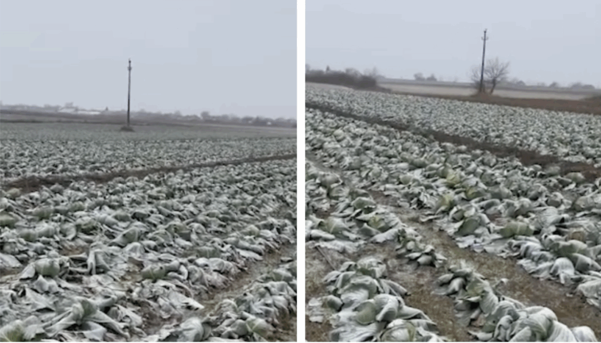Anunțul unui fermier din Satu Mare a devenit viral! Își donează toată varza de pe câmp
