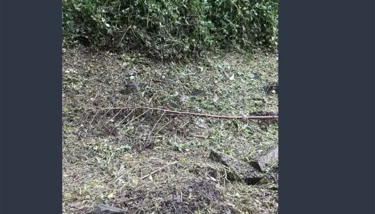 Imagine Stire Test IQ exclusiv pentru genii | Găsiți toate cele 6 păsări ascunse în această iluzie optică virală | 2review.ro