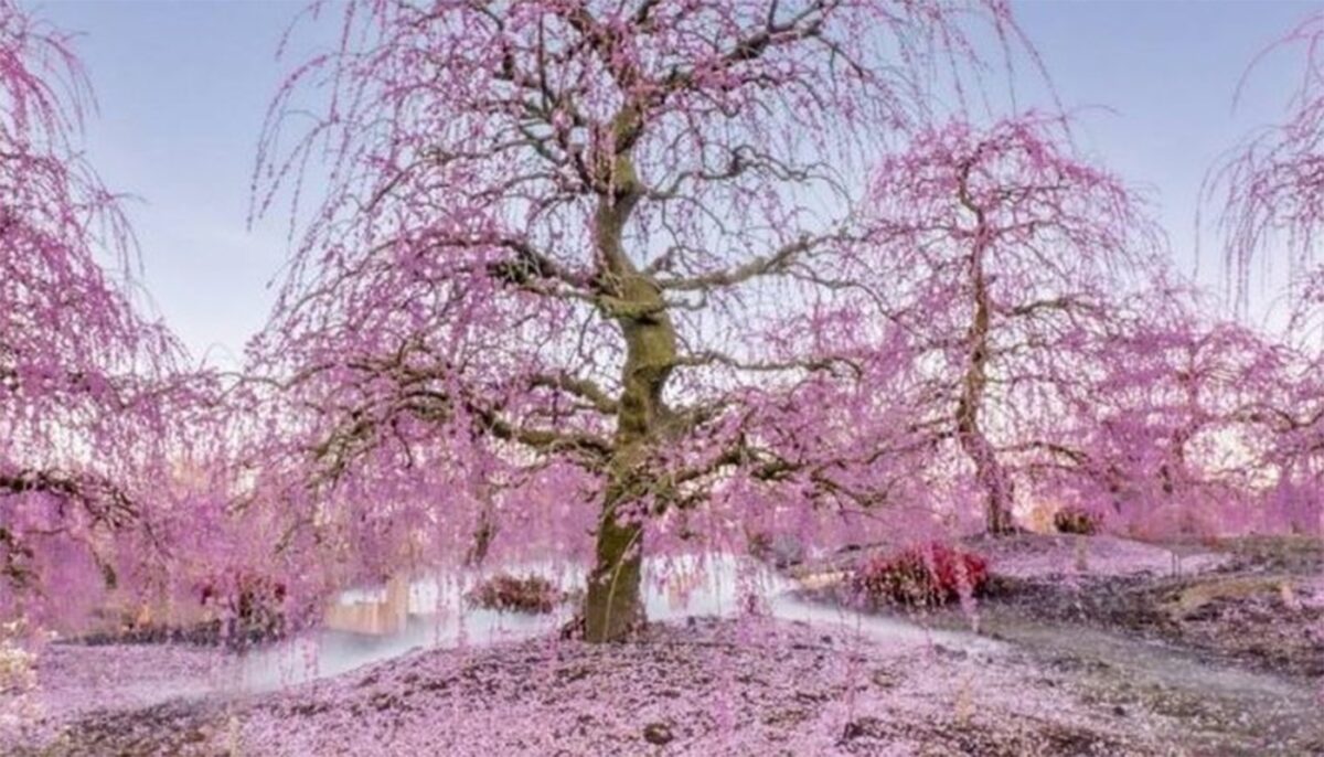 Imagine Stire Test de perspicacitate exclusiv pentru genii | Găsiți pasărea flamingo ascunsă în această iluzie optică | 2review.ro