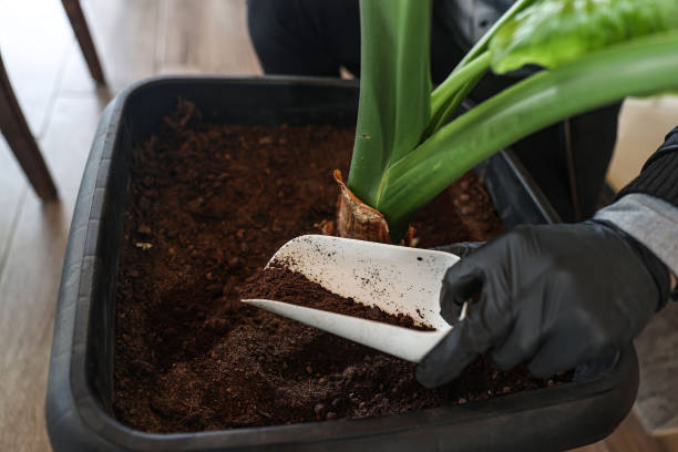 Ce se întâmplă dacă pui zaț de cafea la rădăcinile plantelor. Sursă foto: Getty