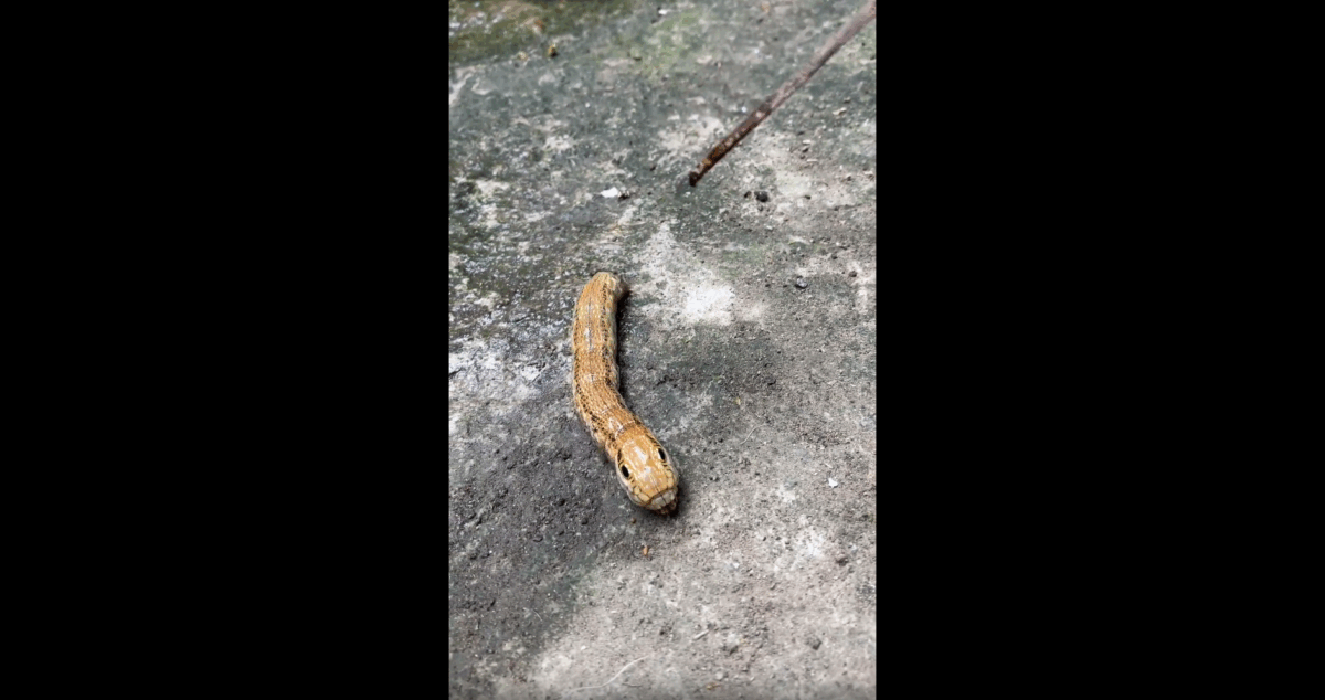 Imagine Stire Creatura bizară pe care o femeie a descoperit-o în grădina ei era, de fapt, „un fenomen biologic rar” | 2review.ro