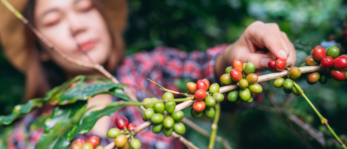 Imagine Stire Băutura preferată a europenilor, în pericol. Țările cu cea mai mare producție de cafea vor deveni prea calde pentru a o putea cultiva | 2review.ro