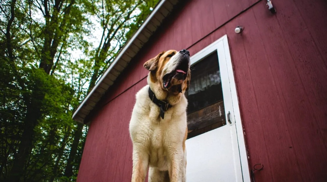 Imagine Stire Câte animale poate avea un român care locuiește la curte. Ce prevede legea | 2review.ro