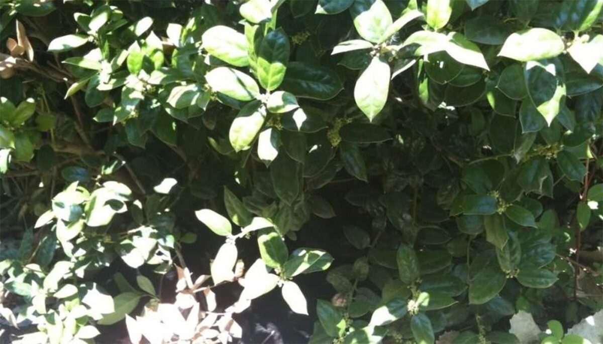 Imagine Stire Iluzie optică | Ești un geniu dacă poți găsi pisica ascunsă în această fotografie | 2review.ro