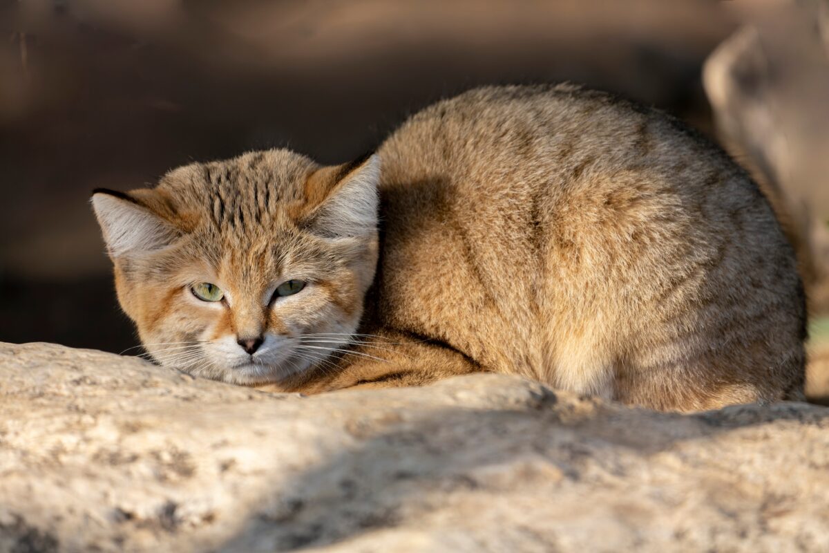 Imagine Stire Pisica ciudată care „latră” ca un câine. Unde poate fi găsit neobișnuitul animal | 2review.ro