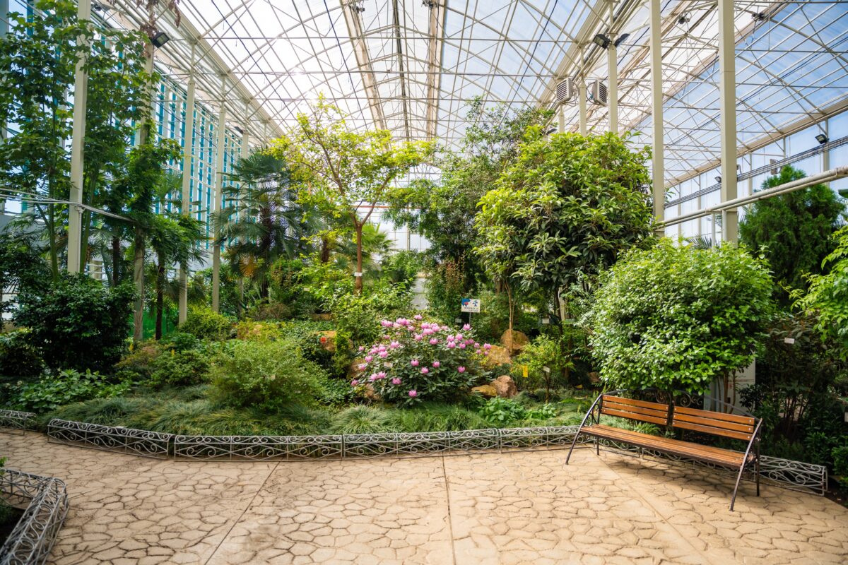 Imagine Stire Cum arată floarea care are „cel mai respingător iz din lume”. A înflorit după 15 ani | 2review.ro