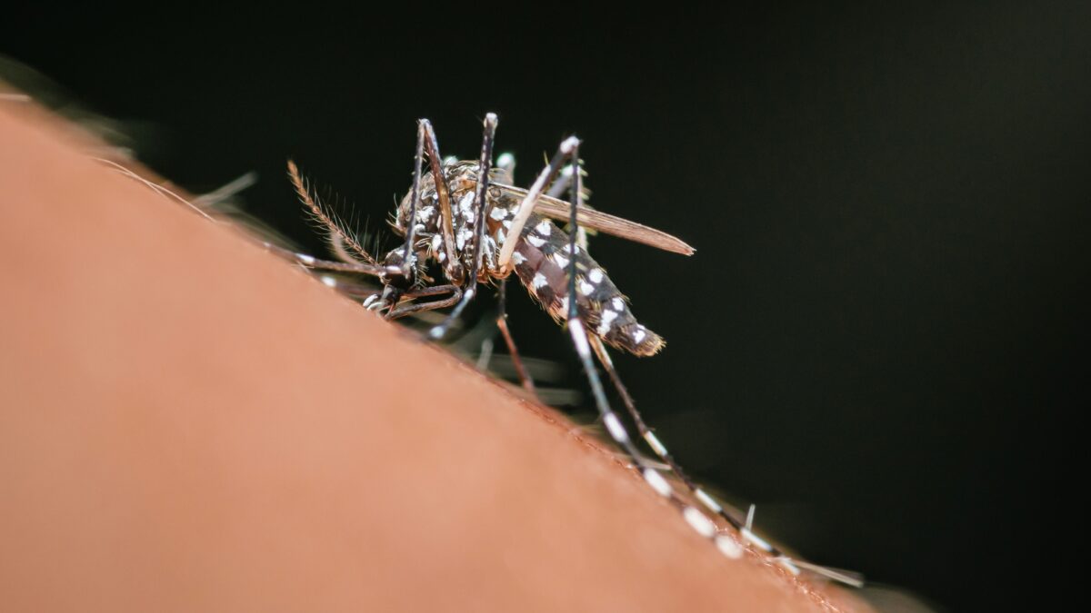 Imagine Stire Boala tropicală care deja se poate răspândi în majoritatea Europei. Ce recomandă specialiștii | 2review.ro