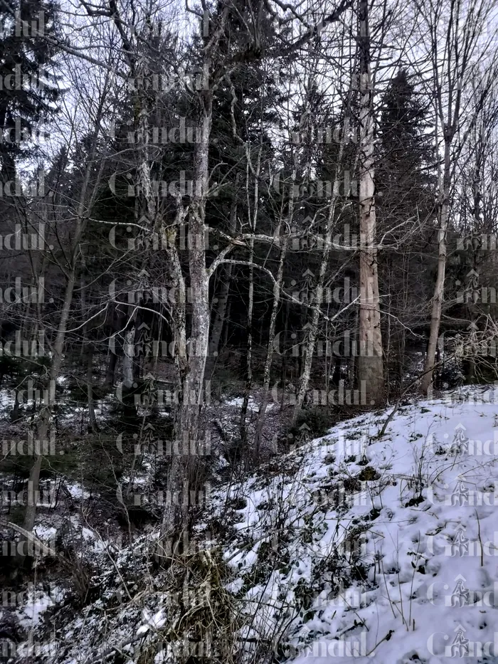 Terenul Extravilan menționat în acte. SURSA FOTO: Gândul.ro