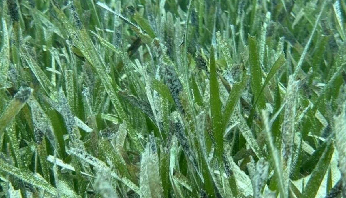 Imagine Stire Iluzie optică | Găsiți peștele ascuns în această poză! Geniile reușesc în maximum 17 secunde | 2review.ro