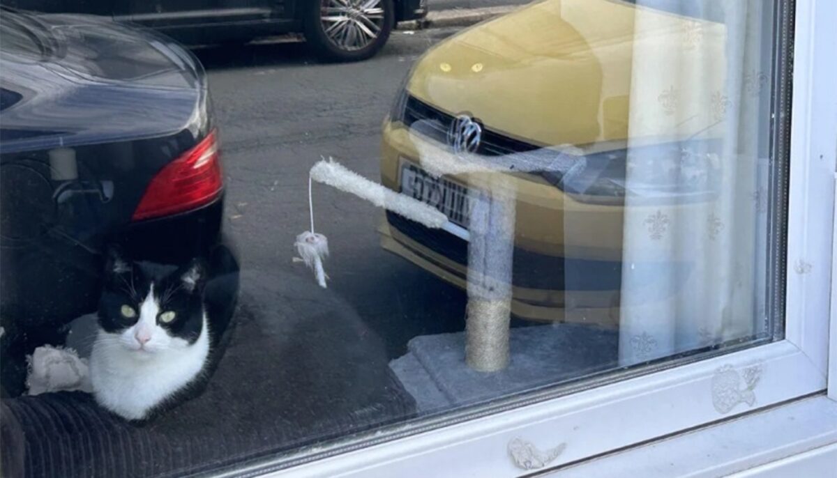 Imagine Stire Test de inteligență | Toți oamenii văd o singură pisică în această fotografie, însă doar geniile o văd și pe cea de-a doua | 2review.ro