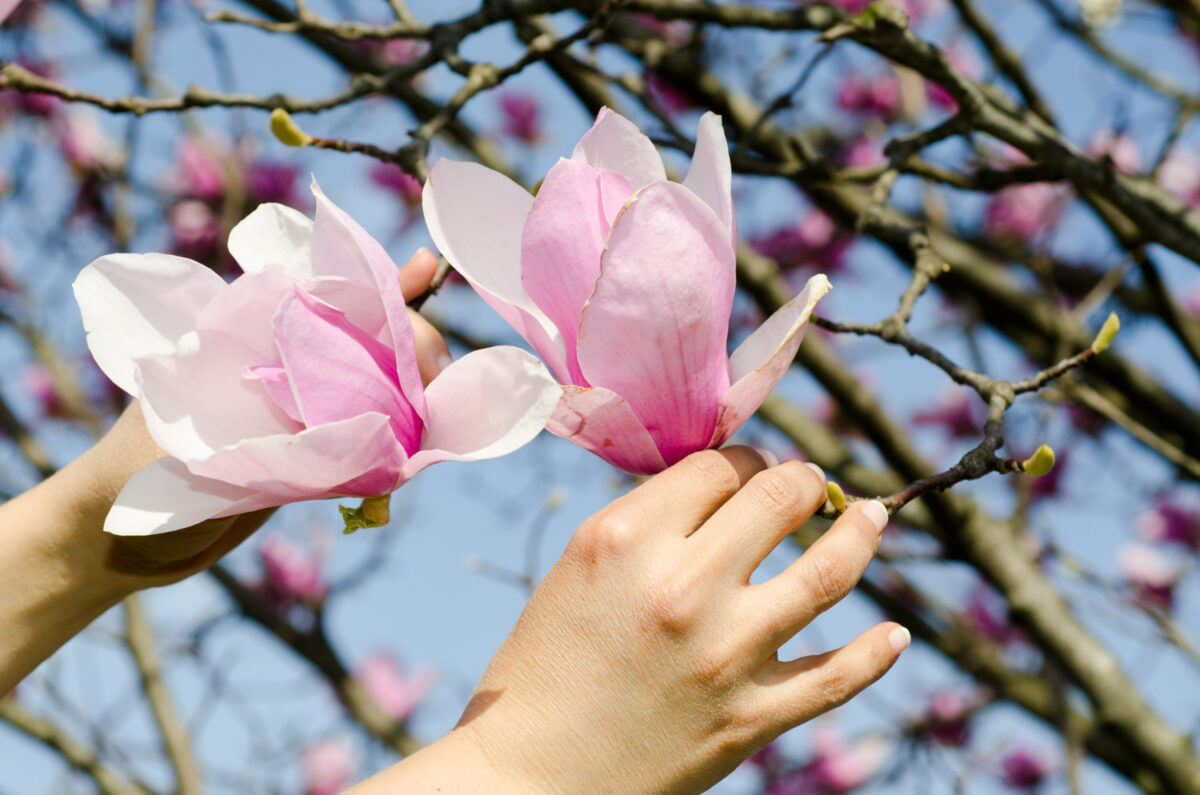 Locul din România numit „orașul florilor”! Imagini spectaculoase cu magnolii și cireși japonezi