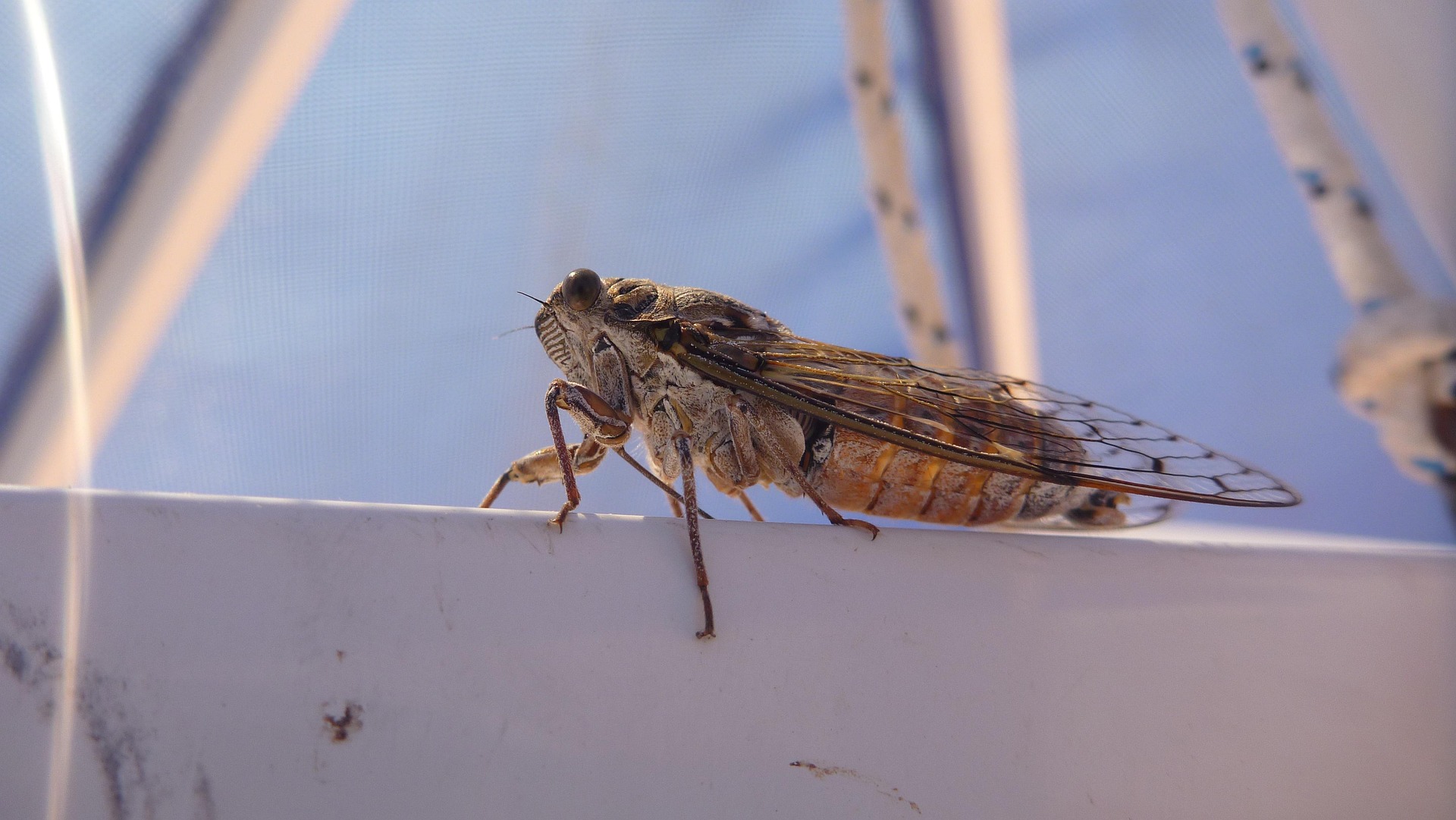Cicada