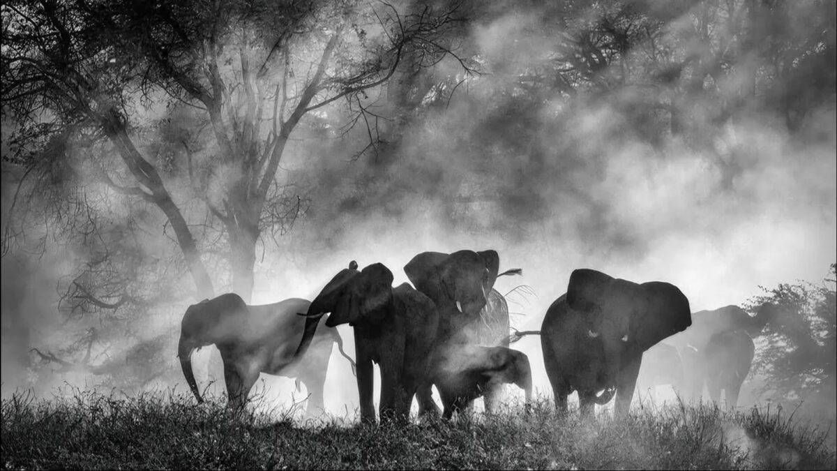 Imagine Stire Misterul elefanților „fantomă” din Africa! După decenii de legende, au fost în sfârșit găsiți | 2review.ro