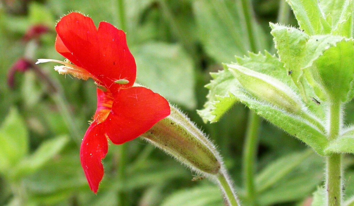 Imagine Stire O floare din California rescrie regulile evoluției! Descoperire surprinzătoare făcută de cercetători | 2review.ro