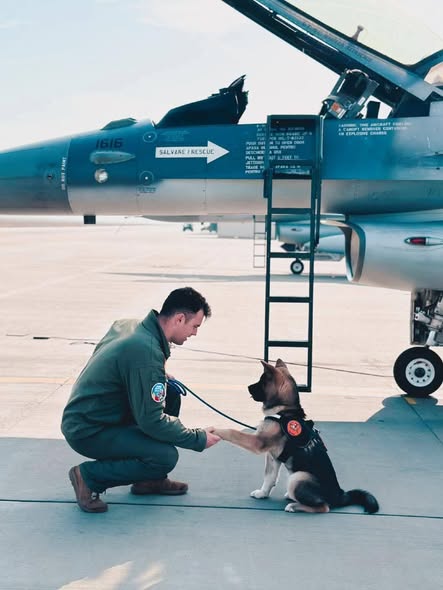 Gest incredibil de curaj al unui pilot F-16 din România. Căpitanul Octavian Palferenț a murit încercând să salveze un câine