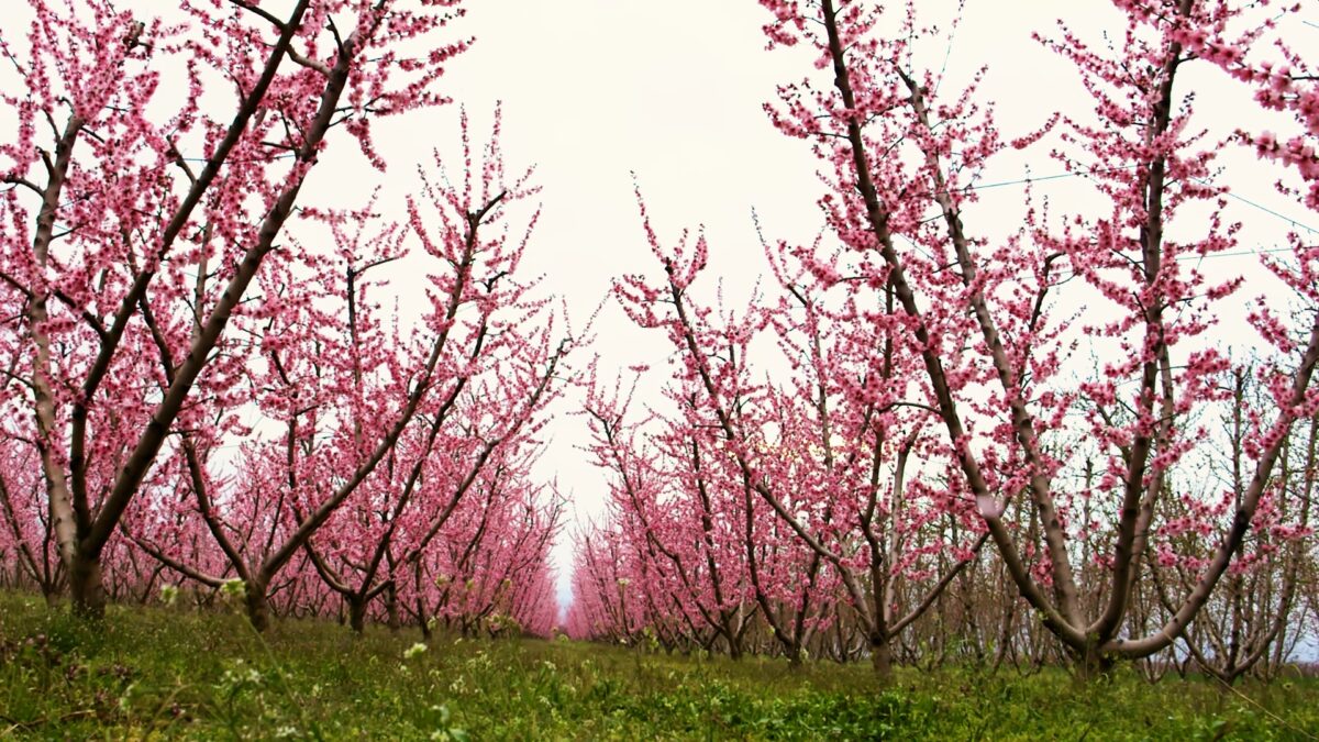 Imagine Stire Splendoare roz în Grecia! Mii de turiști vin să vadă cu ochii lor piersicii înfloriți | 2review.ro