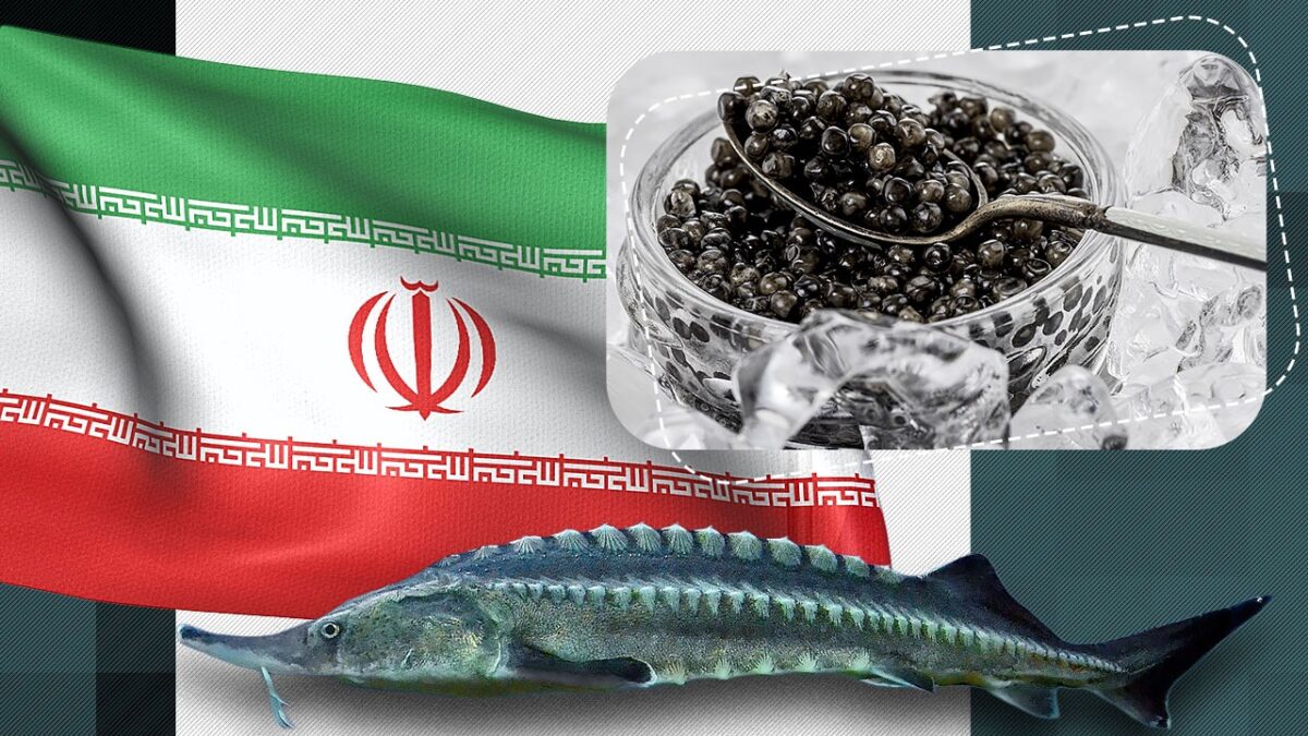 Aurul negru al lumii: povestea fascinantă a caviarului Beluga din Iran