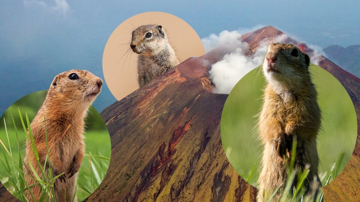 Imagine Stire Experimentul care a salvat un ecosistem: cum au devenit popândăii eroi după o erupție vulcanică | 2review.ro