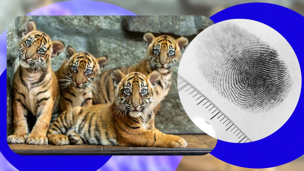 Imagine Stire Tigrul nu are doar dungi, are o „amprentă”: secretul fascinant din spatele fiecărui exemplar | 2review.ro