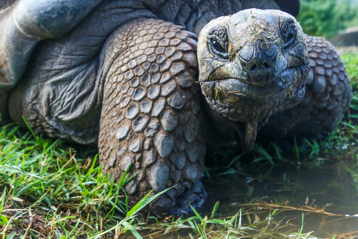 Țestoasele gigant revin în Galapagos după mai bine de un secol. Un proiect de conservare readuce la viață un ecosistem pierdut