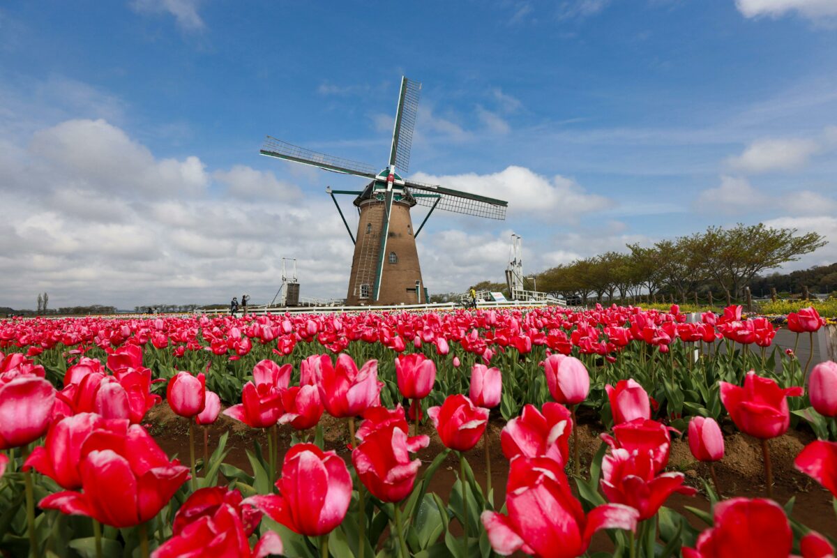 Tulip Mania: momentul din istorie când un bulb de lalea costa cât o casă în Amsterdam. Care a fost motivul prețului exagerat?
