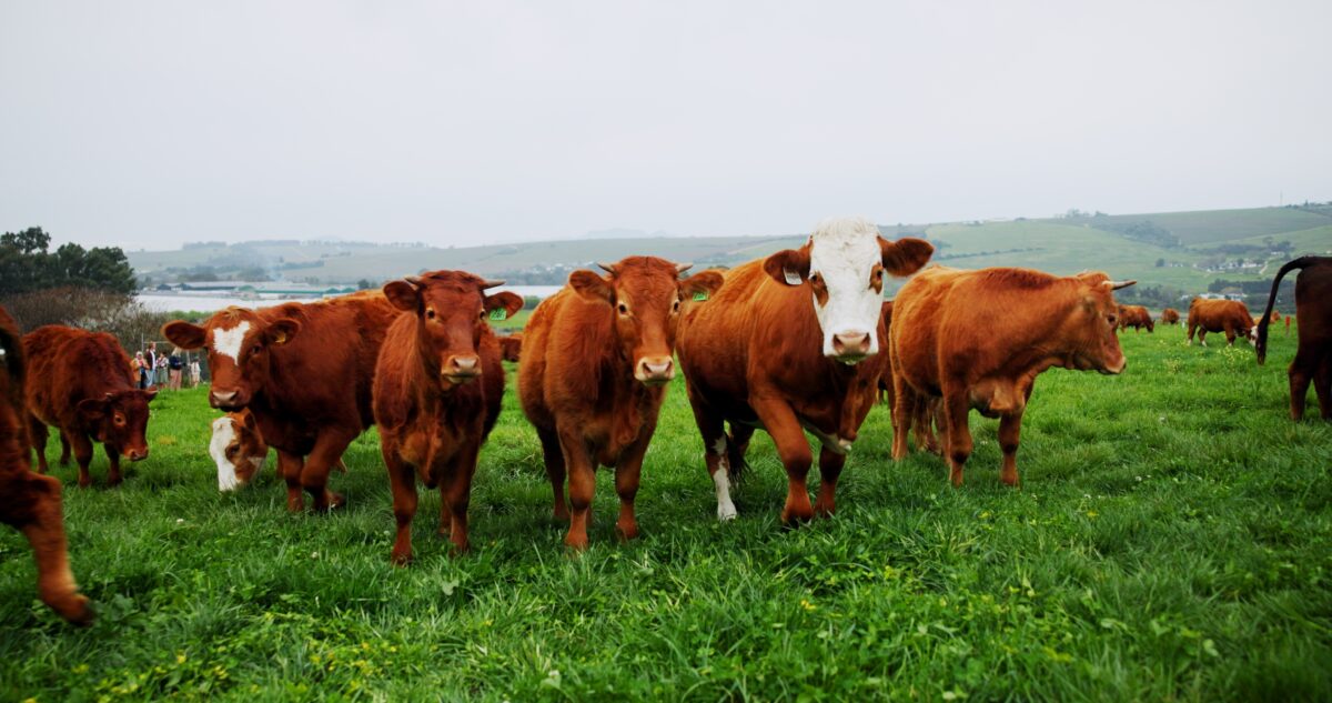 Imagine Stire Cinci vaci au fost înscrise la o școală din Franța. Care este motivul și ce spun autoritățile | 2review.ro
