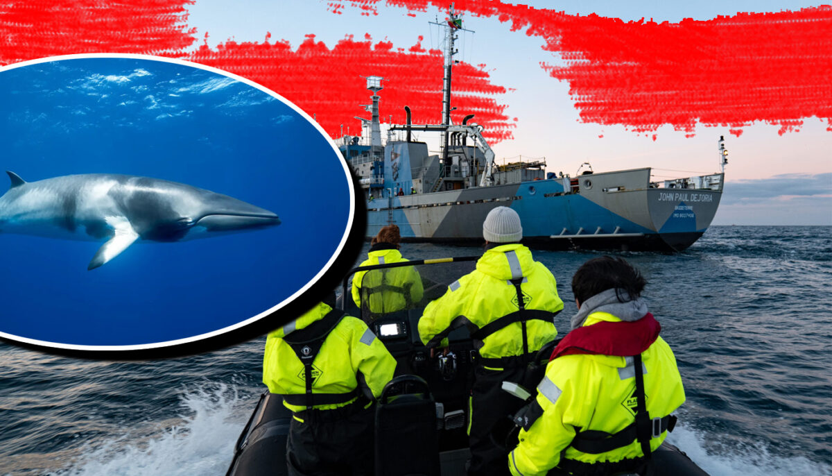 Imagine Stire Revoltă globală după ce Islanda anunță reluarea vânătorii de balene. Activiștii amenință cu misiuni de sabotaj | 2review.ro