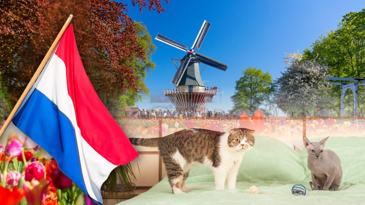 Imagine Stire Cele două rase de pisici care au fost interzise în Olanda. Care este motivul | 2review.ro