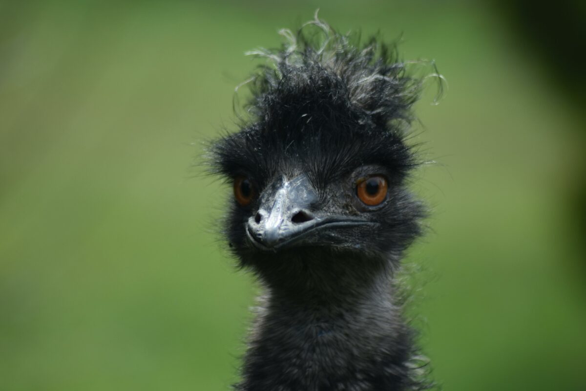 Imagine Stire Pasărea care are două picioare și patru genunchi. La ce o ajută? | 2review.ro