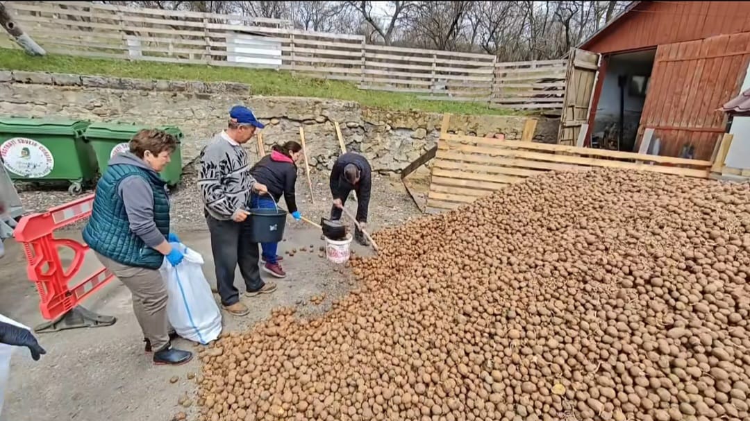 Imagine Stire Cartofi gratis într-o comună din România: „Am primit 12,5 tone. Veniți cu saci sau recipiente” | 2review.ro