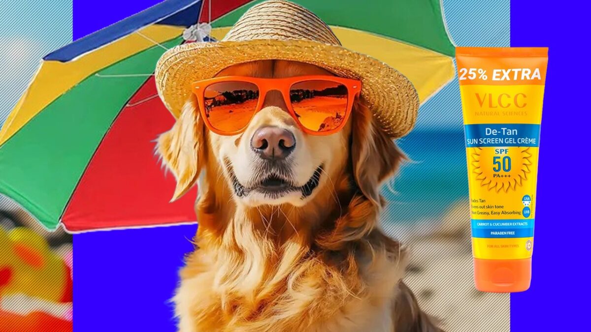 Imagine Stire Puțini stăpâni știu asta: câinii pot face arsuri solare. Semnele apar, de multe ori, prea târziu | 2review.ro