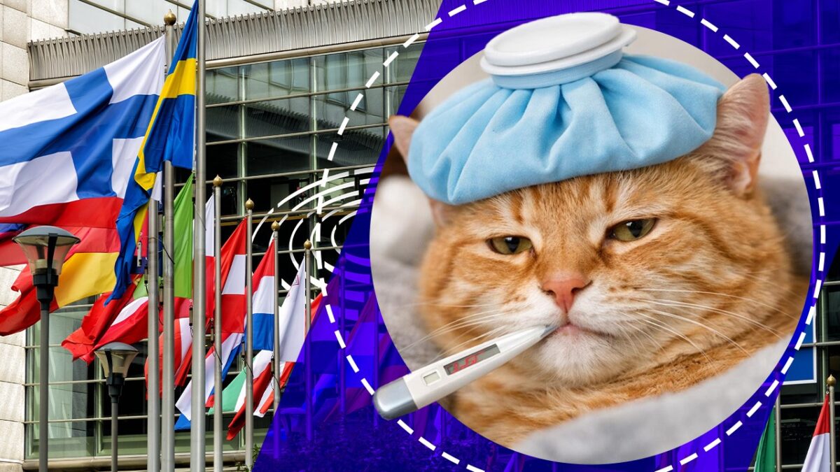 Imagine Stire Țara UE în care angajatorul este obligat prin lege să ofere concediu medical pentru îngrijirea animalului de companie | 2review.ro