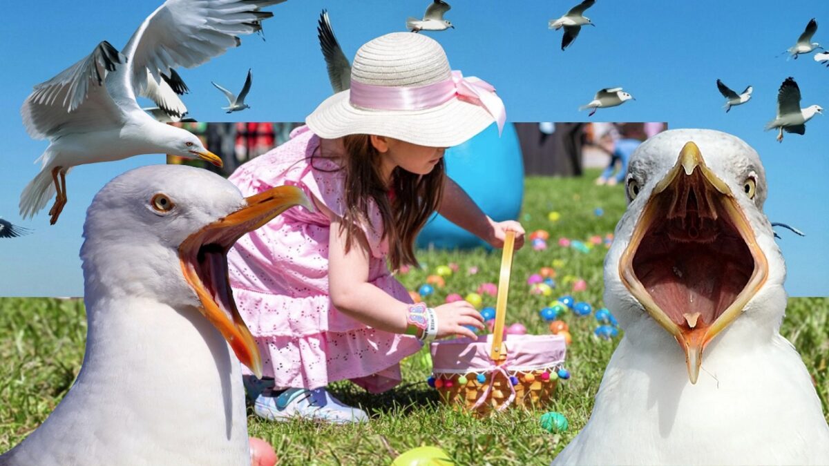 Imagine Stire Pescărușii au devenit agresivi în Scoția! Păsările au atacat copiii în timp ce aceștia căutau ouă de Paște | 2review.ro