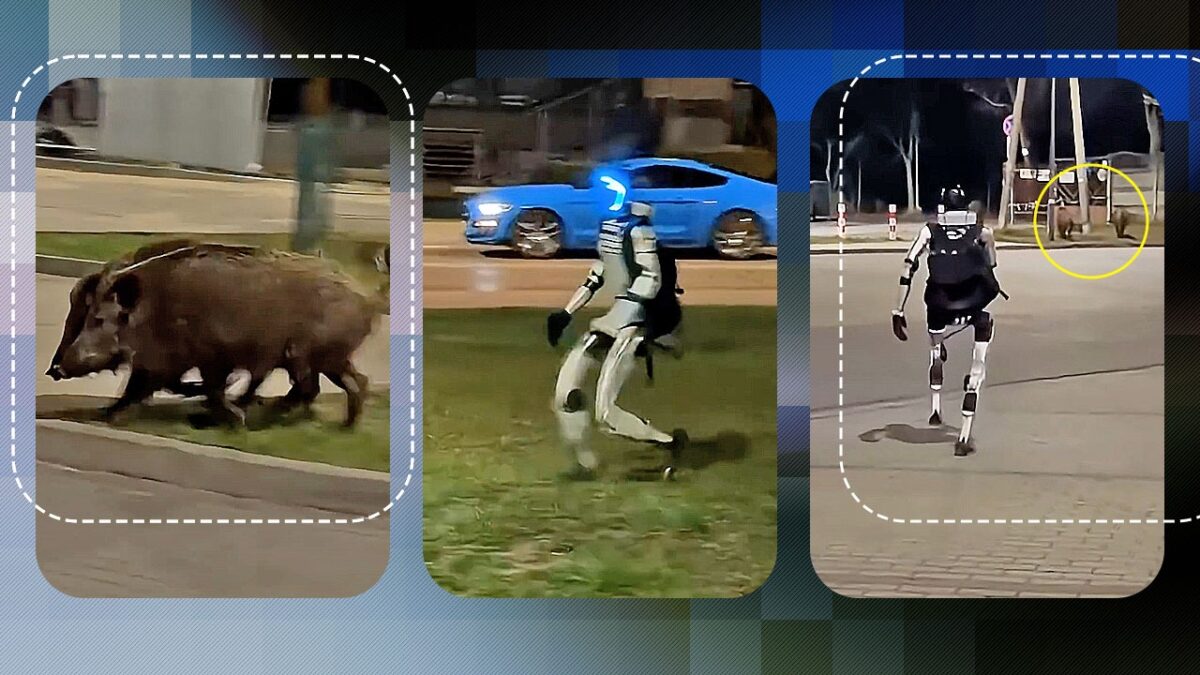 Imagine Stire Un robot umanoid a alergat porci mistreți într-o parcare din Polonia. Nu este un banc, ci un clip viral pe internet! | 2review.ro