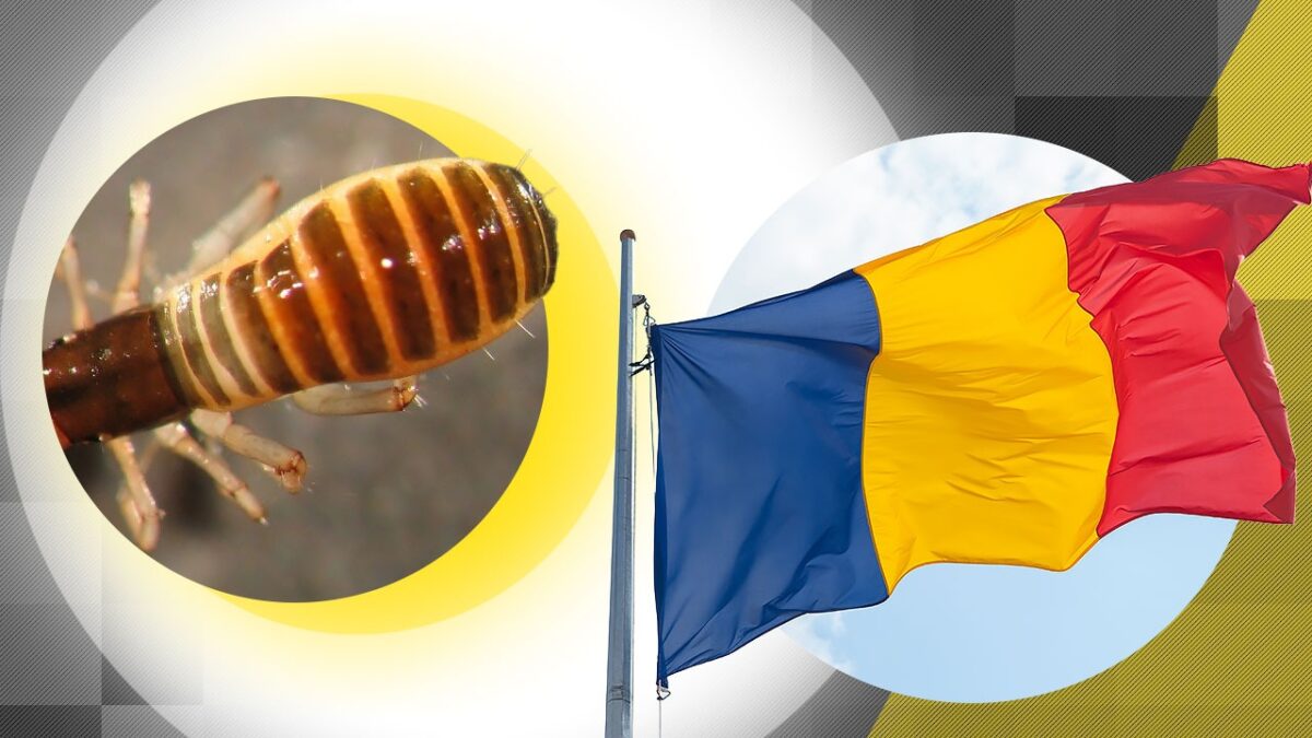 Imagine Stire Creatura aparte filmată în Munții Bucegi: „scorpionul fals” care i-a uimit pe români. Unde obișnuiește să se ascundă? | 2review.ro