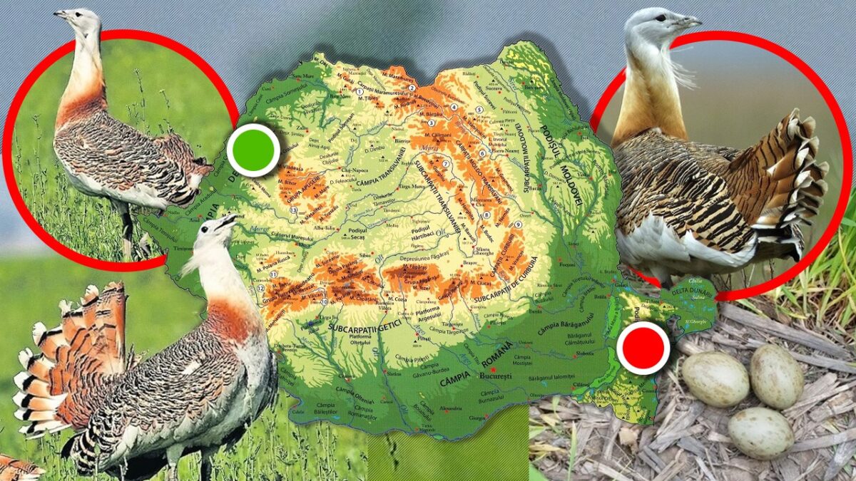 Imagine Stire Pasărea legendară care popula România și a dispărut aproape total în urma reformelor agrare. Unde a fost văzută acum | 2review.ro