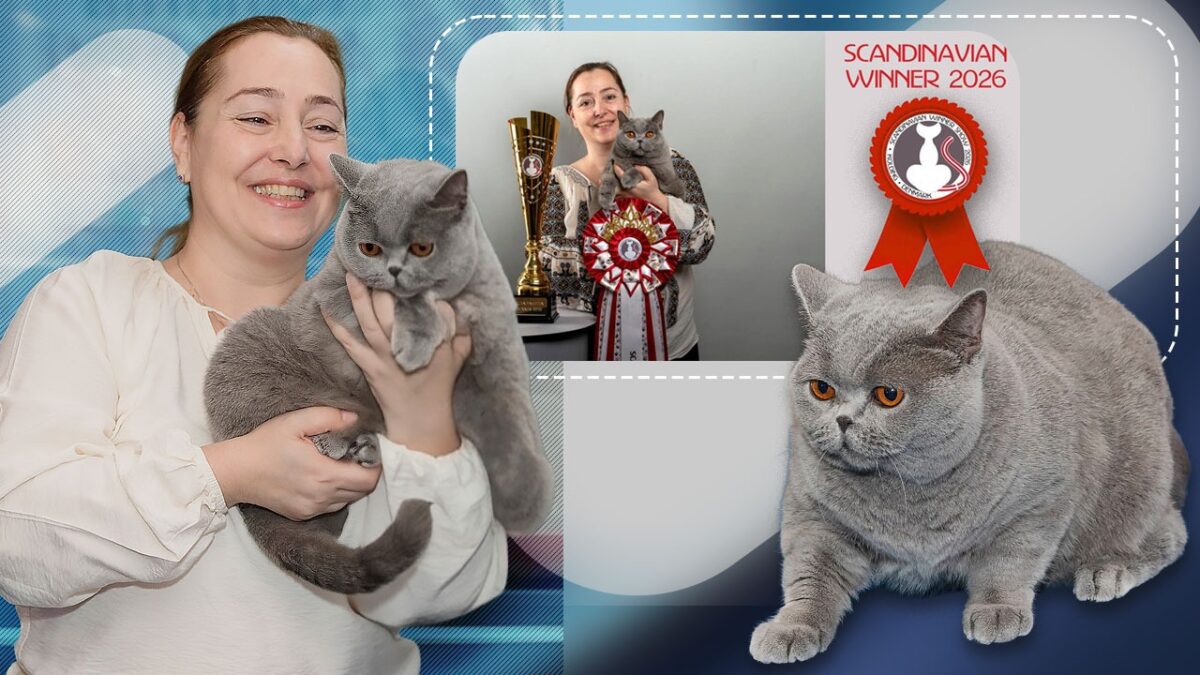 Imagine Stire Kira Kiralina, extraordinara pisică supranumită „ursoaica din Bucovina”, cucerește Europa și Scandinavia | 2review.ro