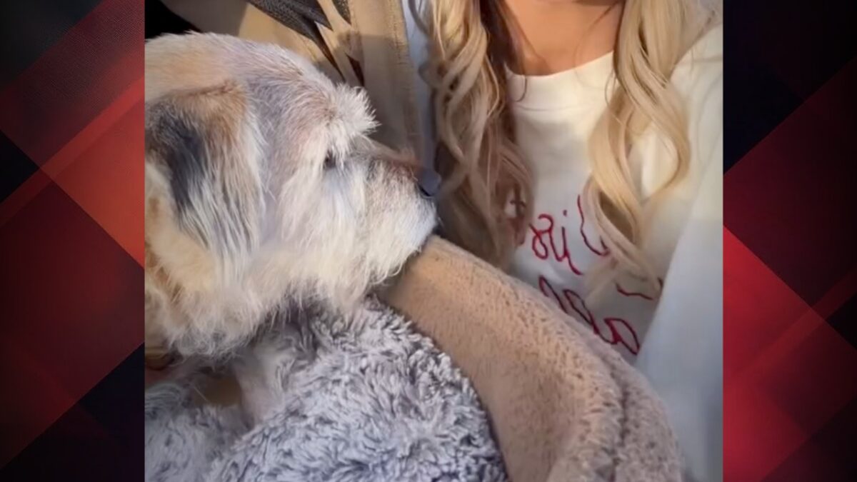 Imagine Stire Vedeta de care oamenii râd pentru că își plimbă câinele în cărucior: „Are 15 ani și jumătate și trăiește cea mai frumoasă viață” | 2review.ro