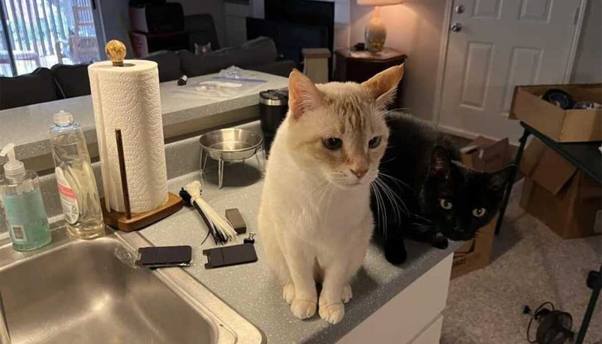 Imagine Stire TEST IQ | Găsiți 3 pisici în această fotografie! Majoritatea oamenilor văd doar două | 2review.ro