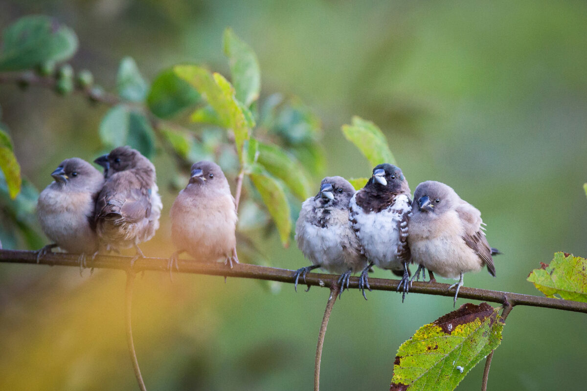 Imagine Stire Oamenii și animalele au gusturi similare. Ce sunete din natură ni se par „frumoase”, potrivit unui nou studiu | 2review.ro