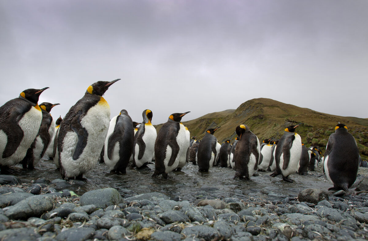 Dispar pinguinii imperiali? Avertismentul alarmant al experților: Antarctica se schimbă dramatic